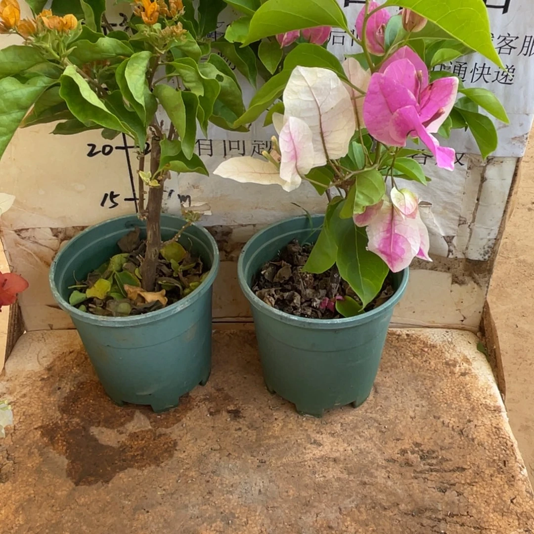 当前无花栽培后可以开花67h2