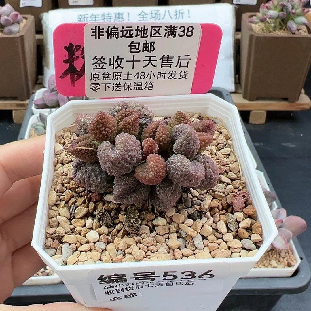 536荔枝皮多肉植物