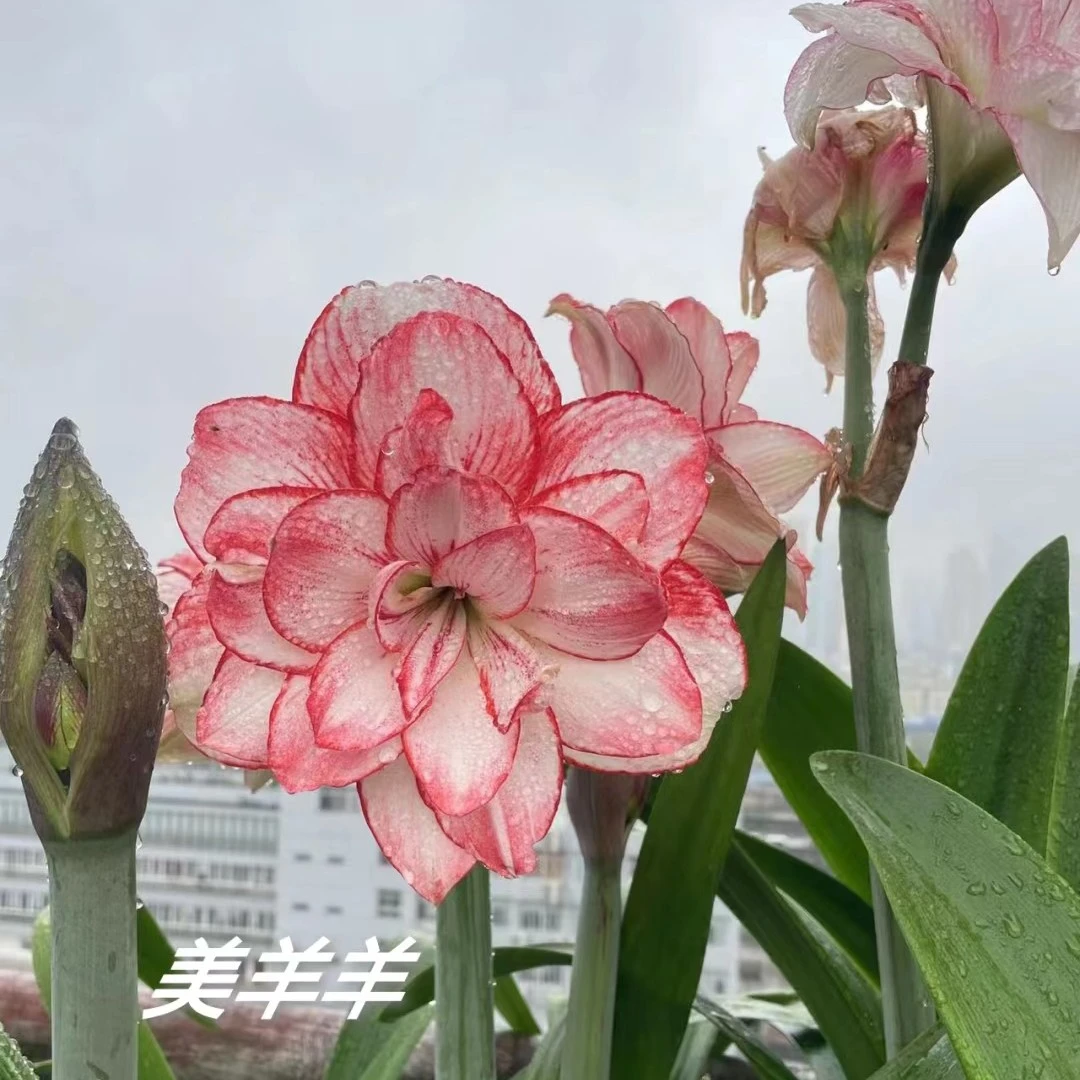 台朱【美羊羊】大花重瓣朱顶红包对版送肥料