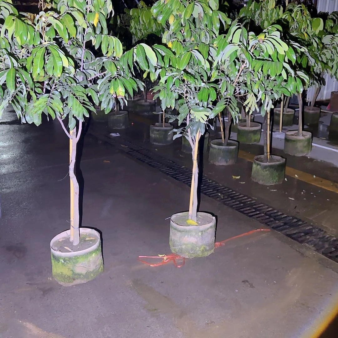 阿****甸果树1111111111111111