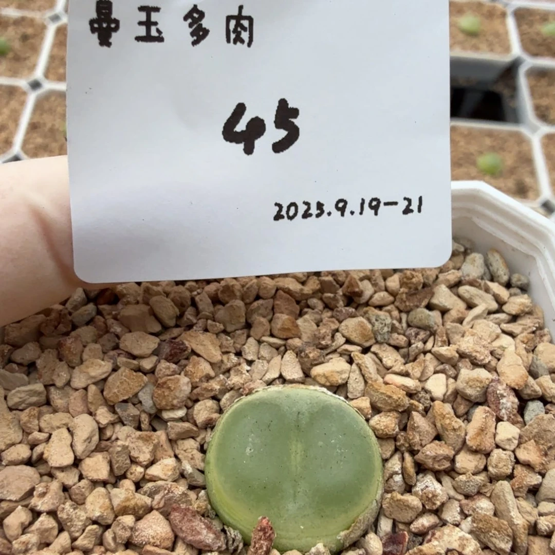 大***白多肉多肉多肉9.19-045