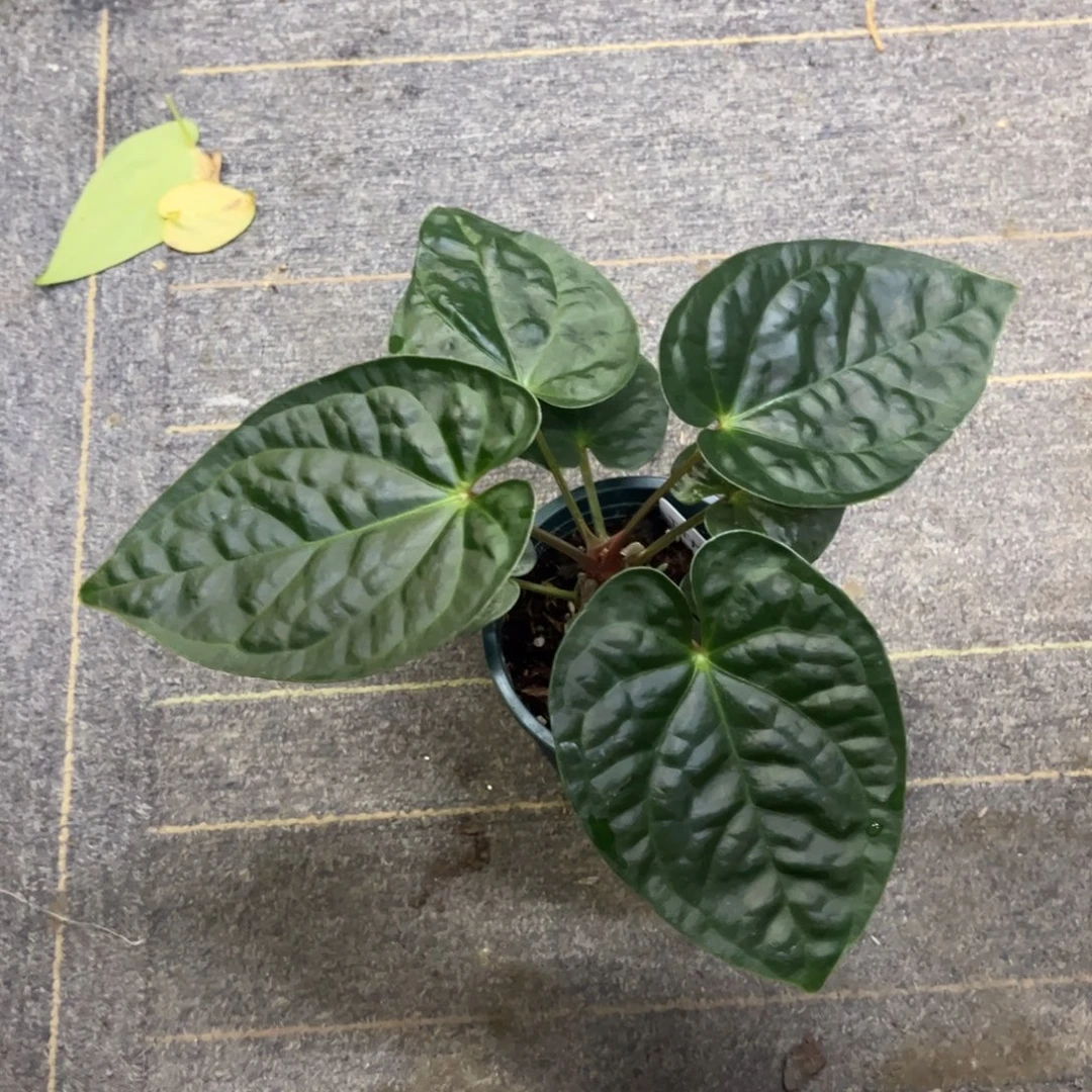无花朵奢华杂5686