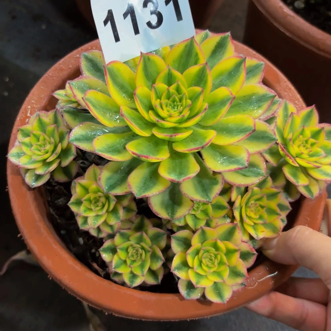 1131多肉植物太阳神