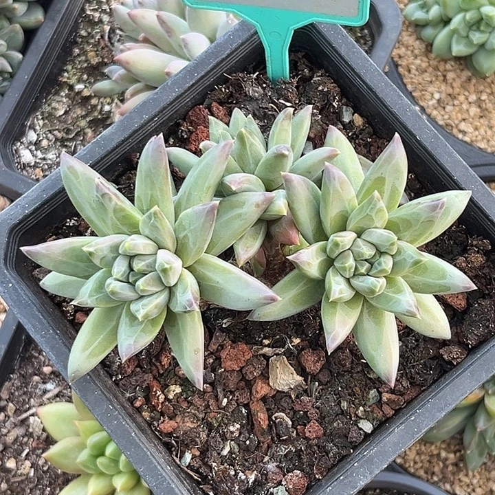 多肉植物彩体梵高395