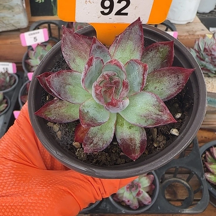 92 惊鸿仙子多肉植物