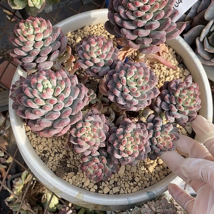 小七夕多肉不知名43