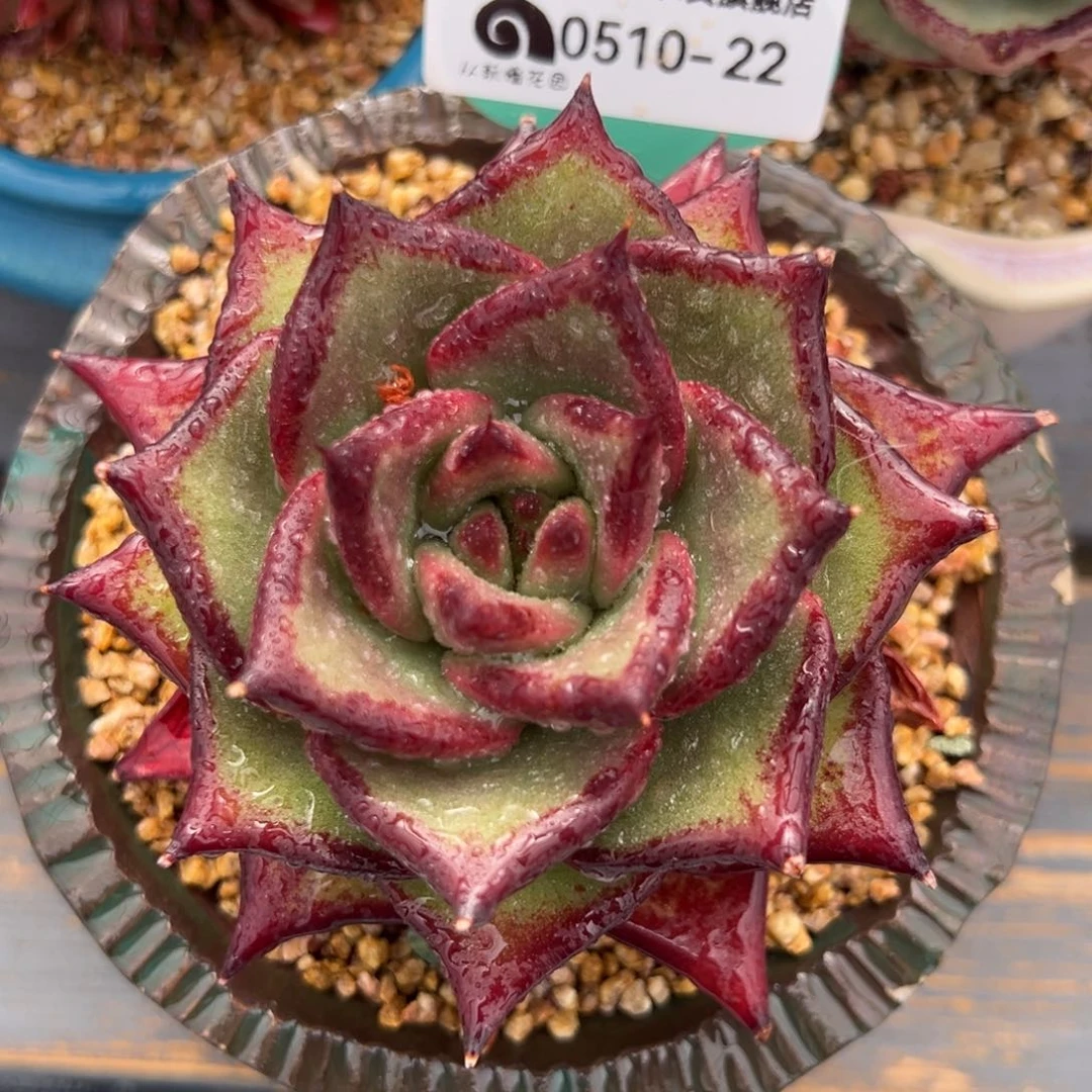 从前慢多肉精选编号0510.22