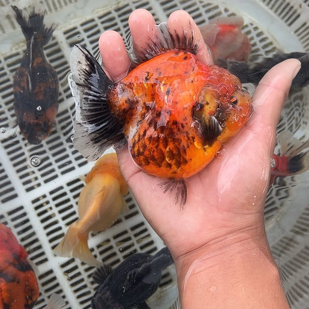 金鱼活体观赏鱼泰师金鱼