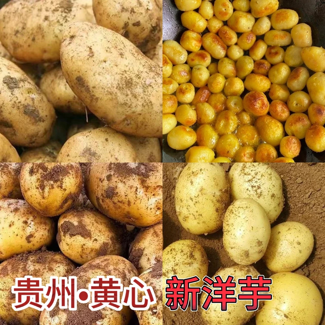新鲜黄皮黄心土豆现挖现发软糯洋芋马铃薯蔬菜