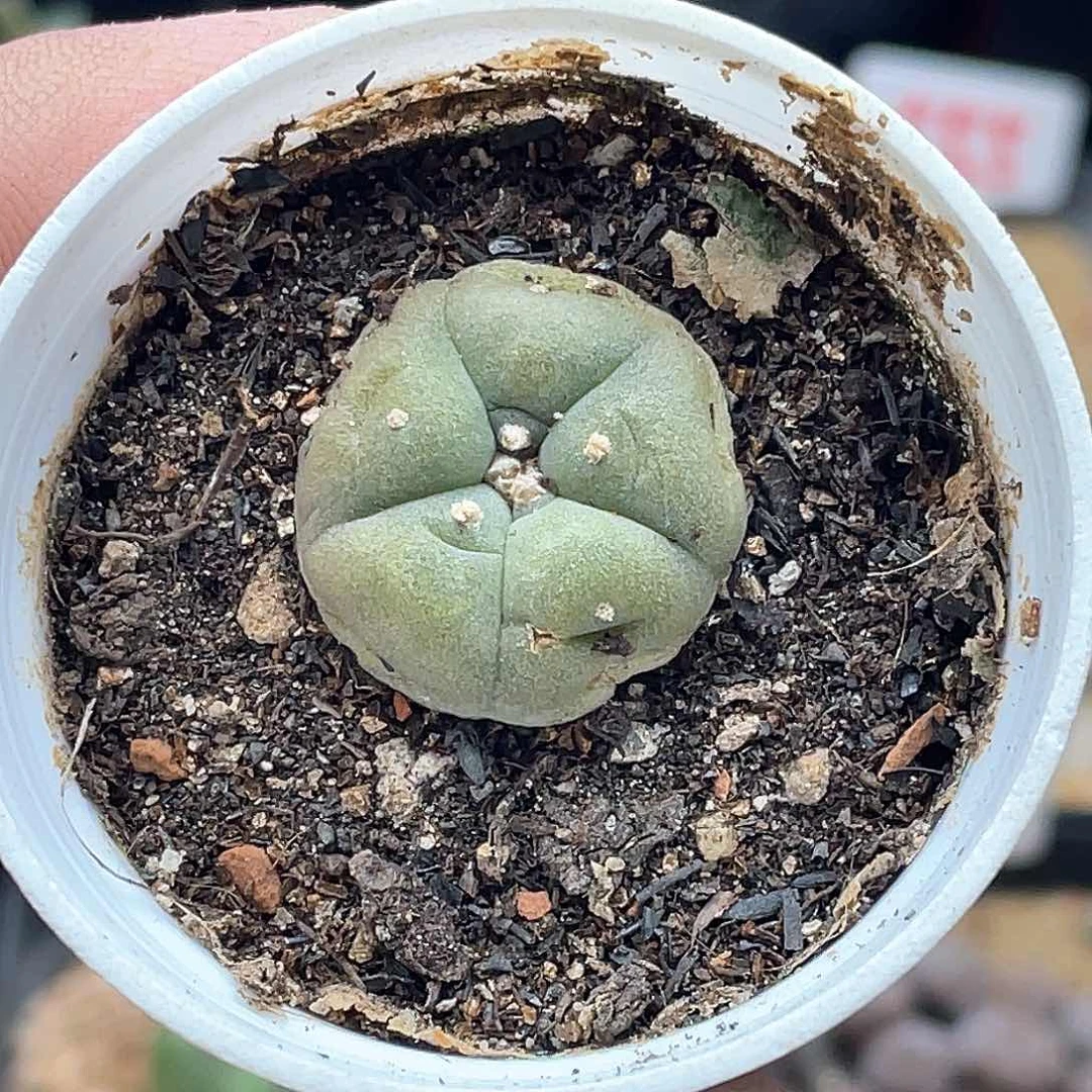 致远多肉植物一单包邮非偏远