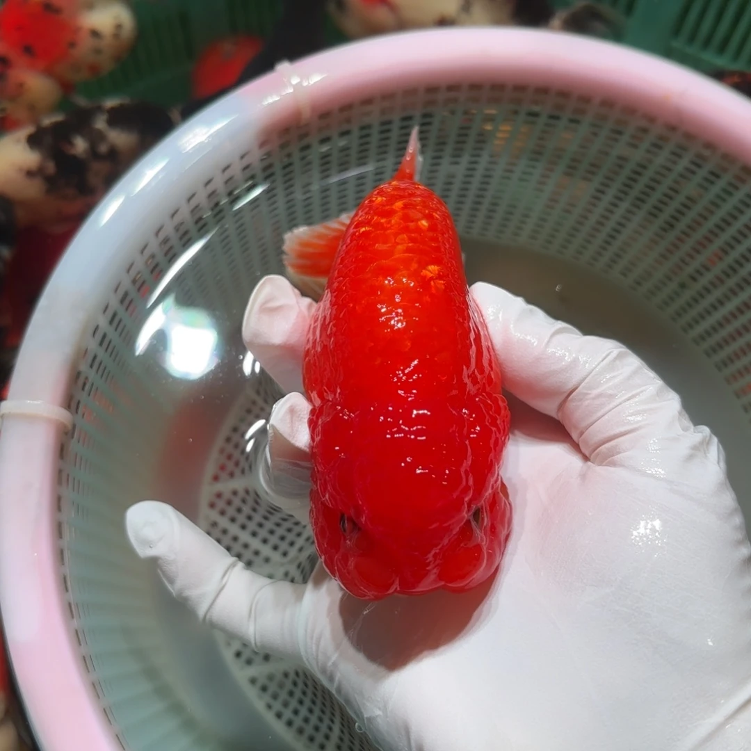 金鱼运费自理不包邮