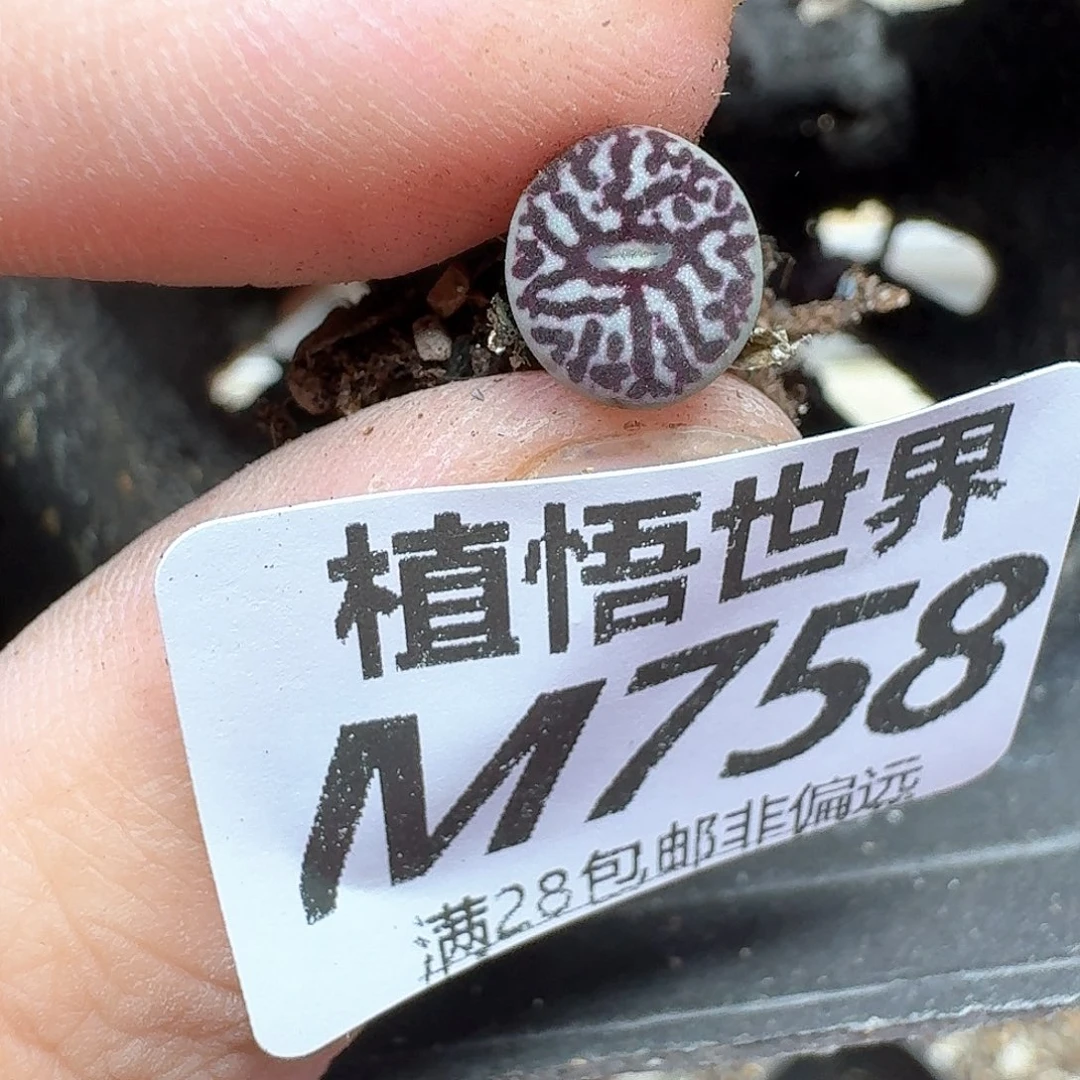 多肉植物的润泽和f