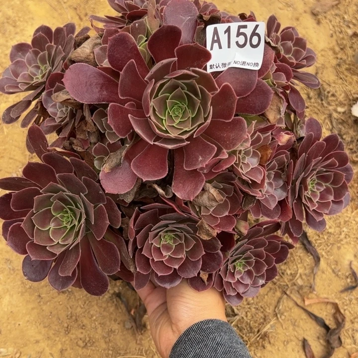 荷兰玫瑰多肉植物156.