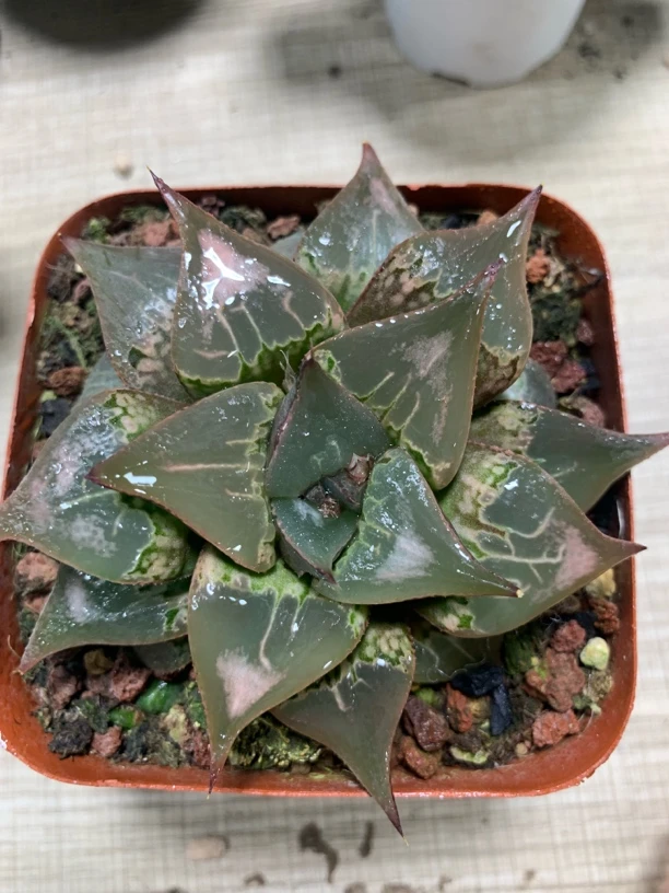 酒吞大童子多肉植物【新手好养】