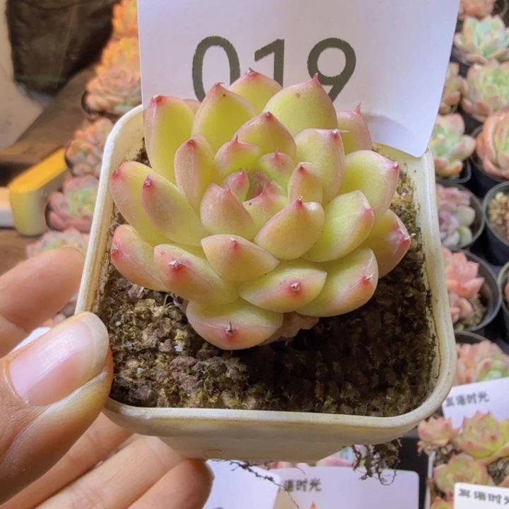 019.qqqqqqqqqqqqqwq