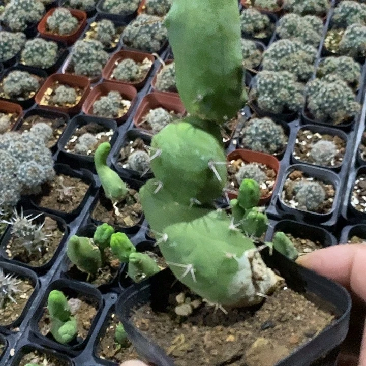 完美主义者勿拍程程柱有疤