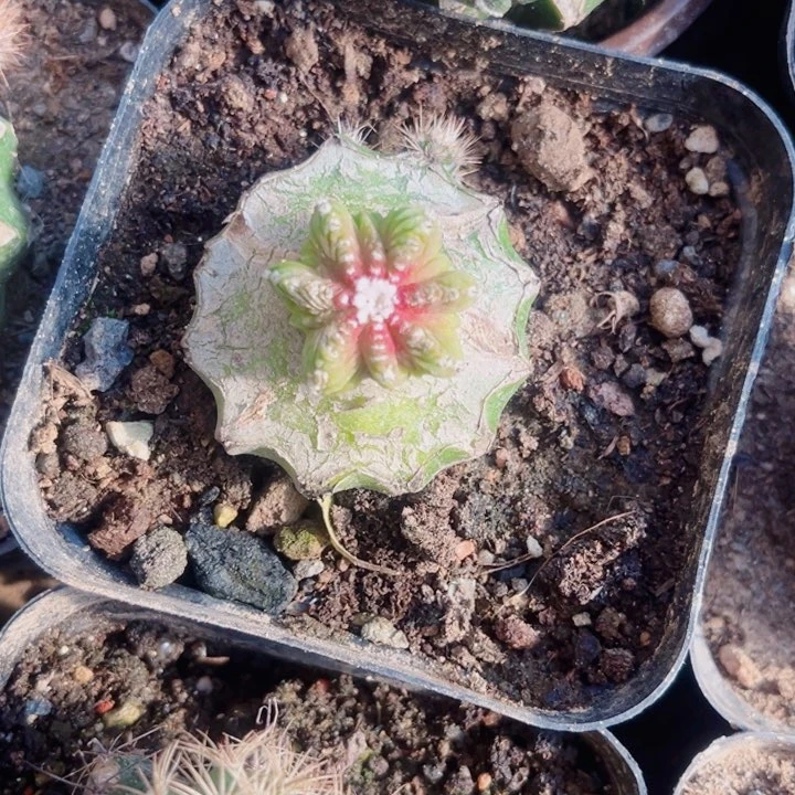 草球嫁接老花龙一代侧芽