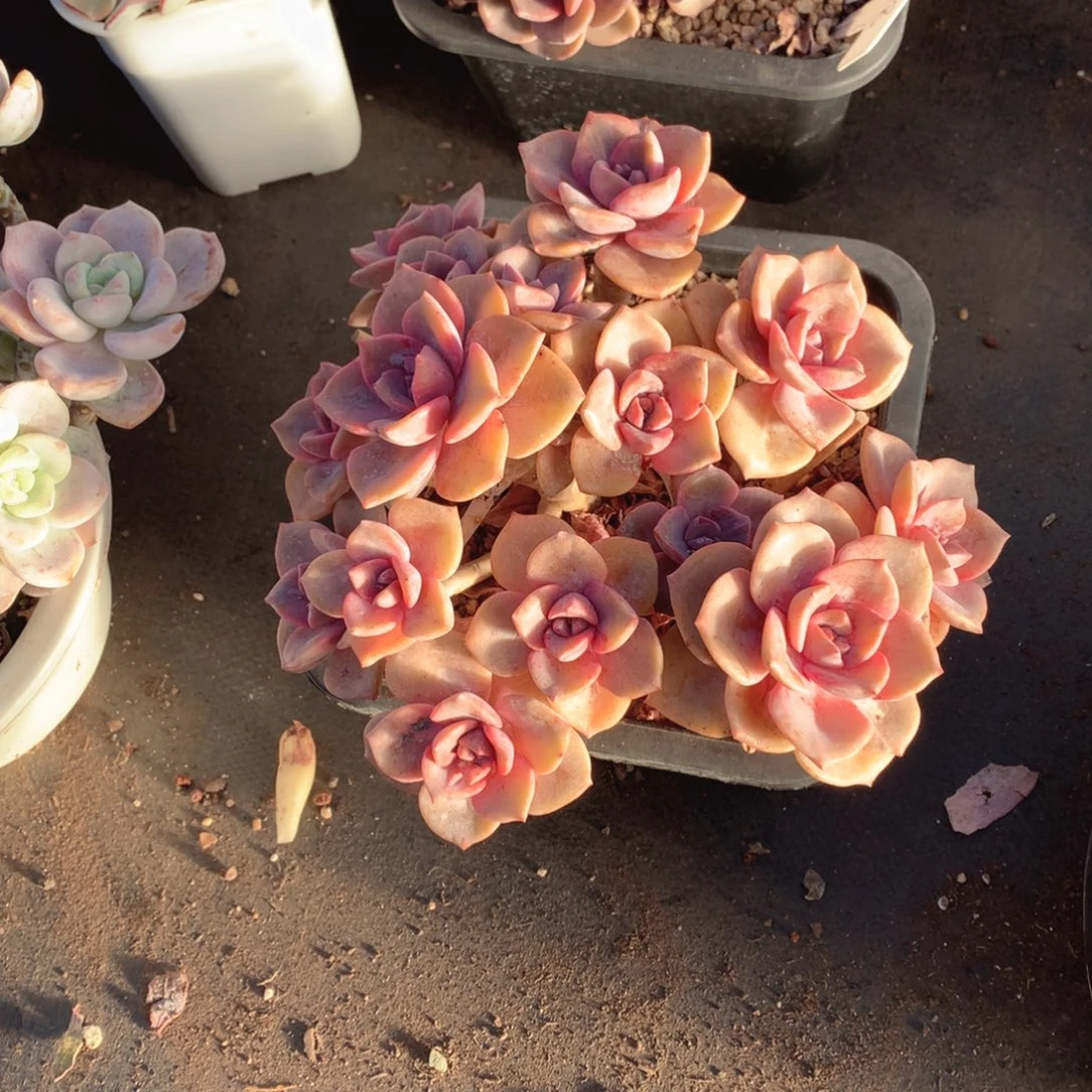 多肉植物多肉植物