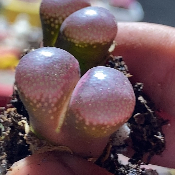 南****?7563一组两颗肯哈德