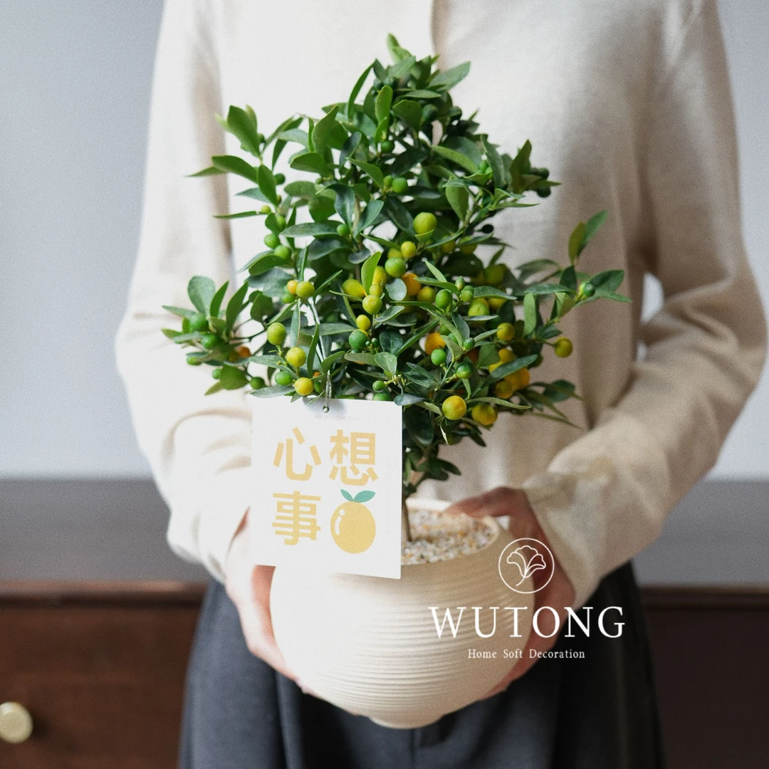 诧寂风小福豆办公室内带果四季好养小绿植精致可爱桌面摆件