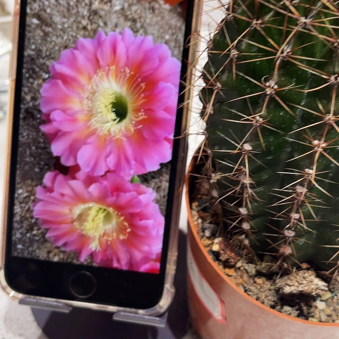 彩草85号6公分左右