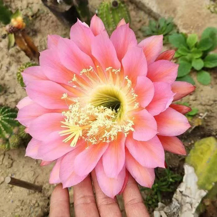 实生根仙人球毛花柱开大花