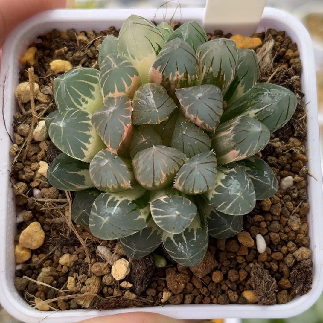 51糊斑霓虹灯玉露锦哈哈哈哈哈