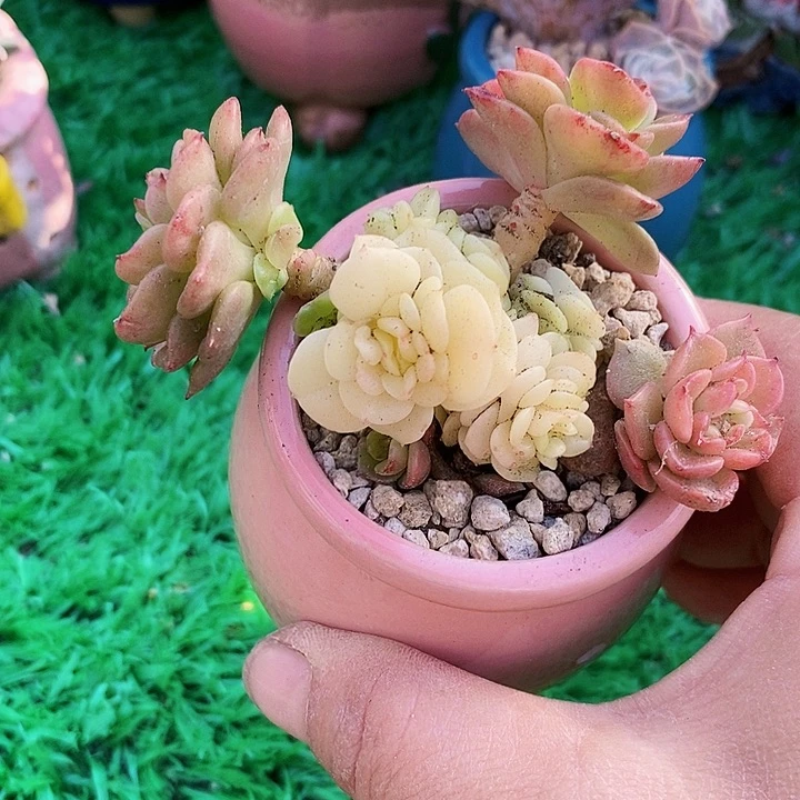 蜡牡丹锦带盆土多肉