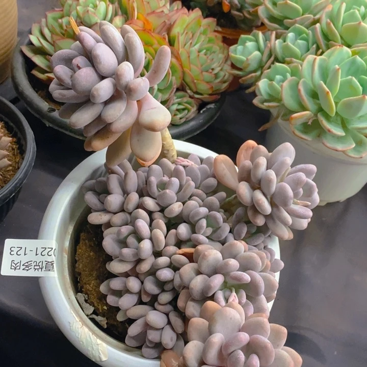 夏悦多肉 0221-123蛋黄奶