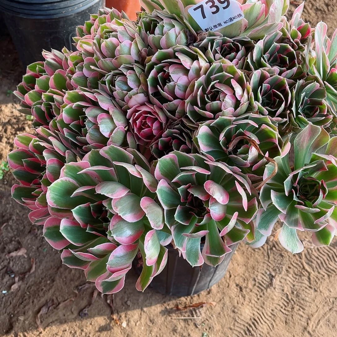 无花朵多肉植物739