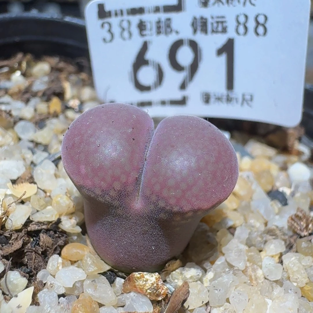 zzzz精品生石花691紫流沙