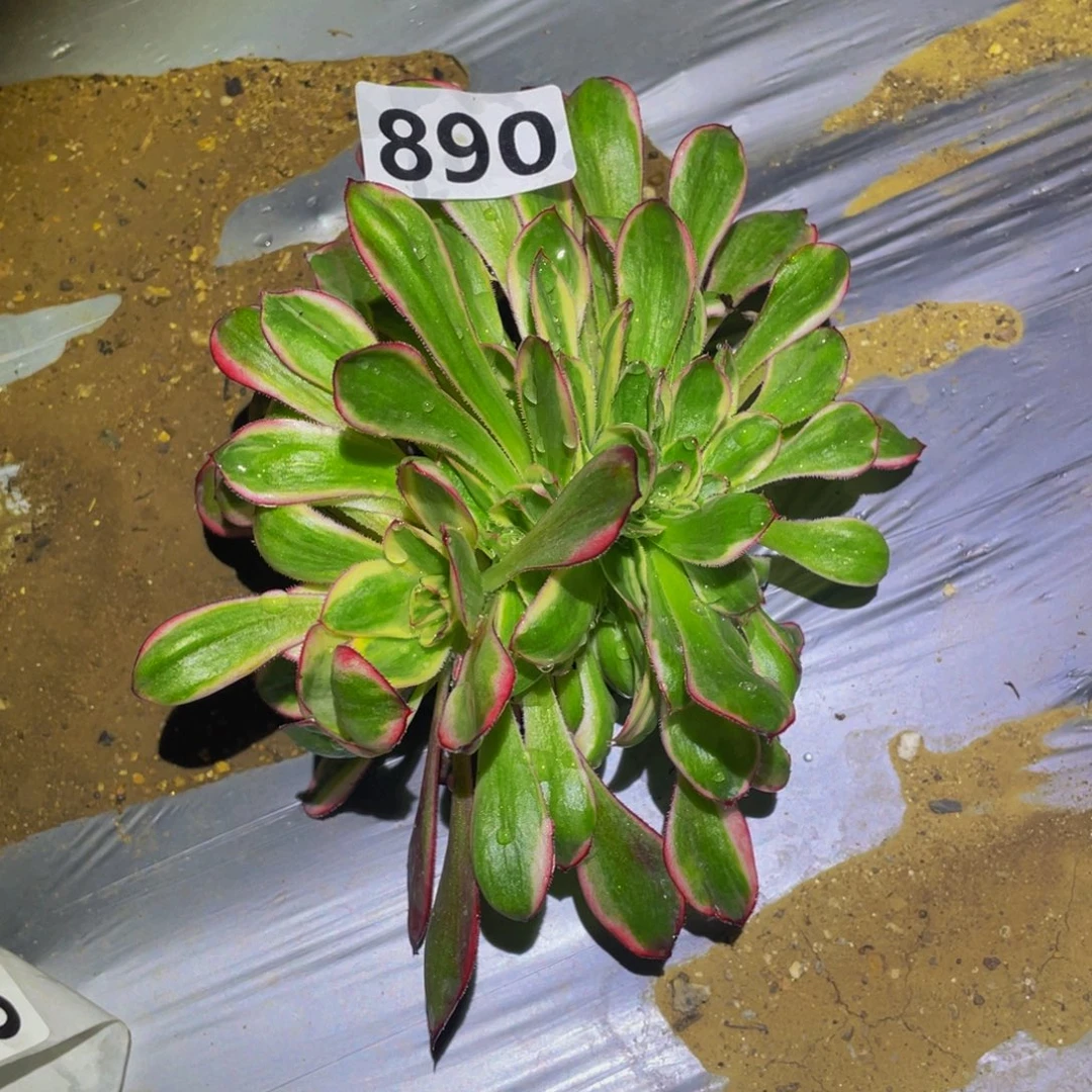 红魔女缀多肉植物890