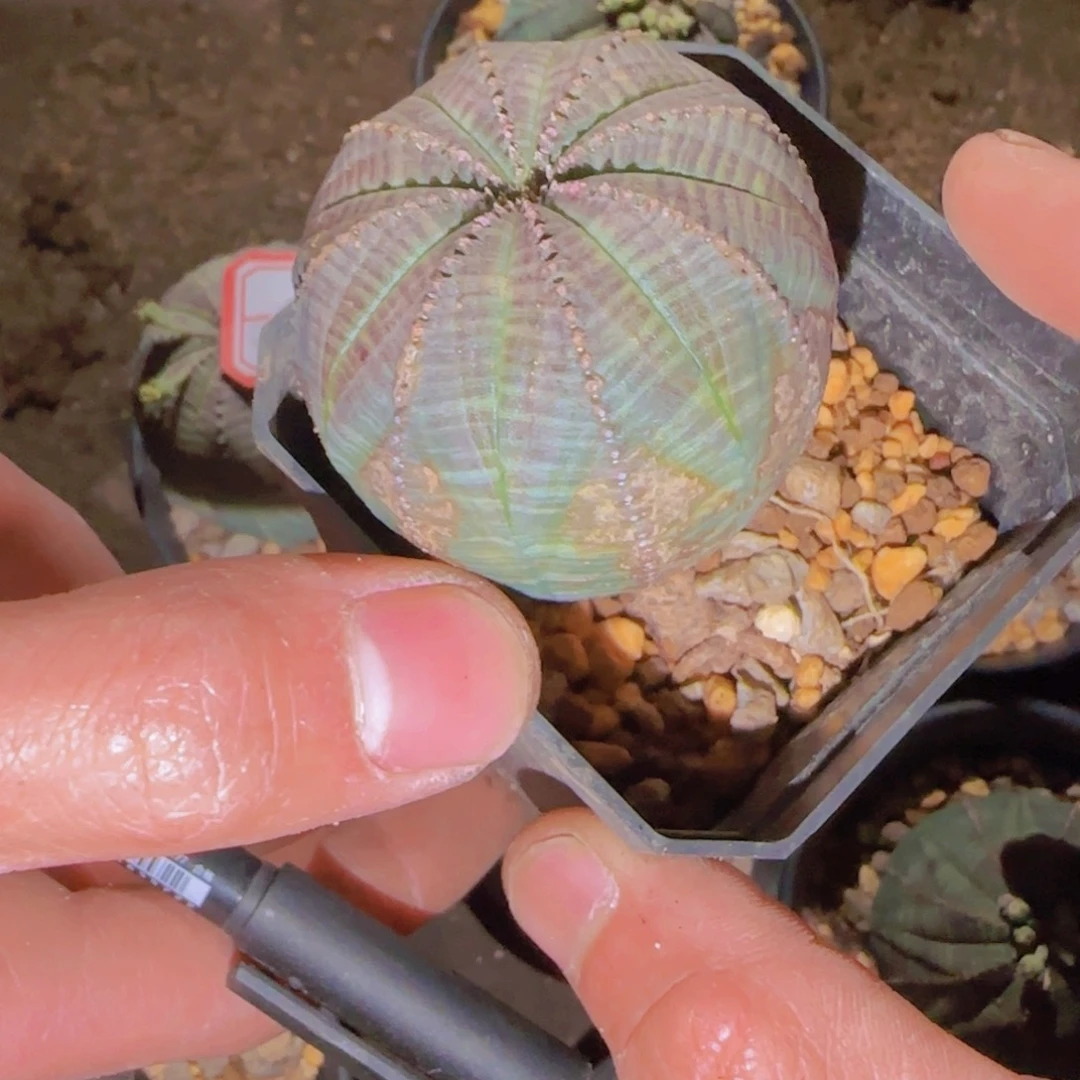 别***新块根植物块根植物