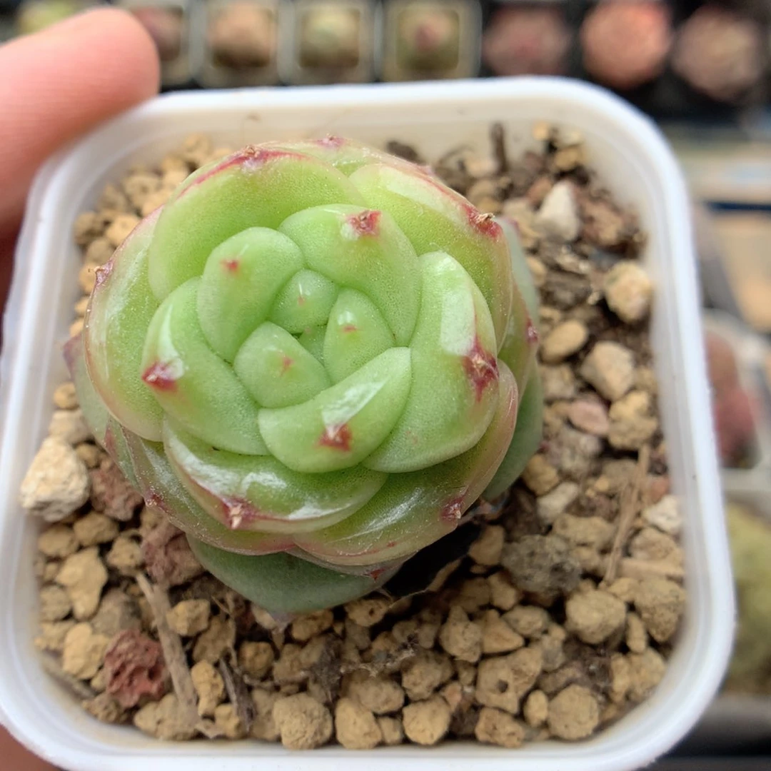 F178 ，20包邮两天凑单