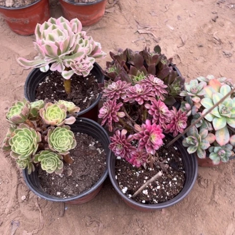 556多肉植物组合，