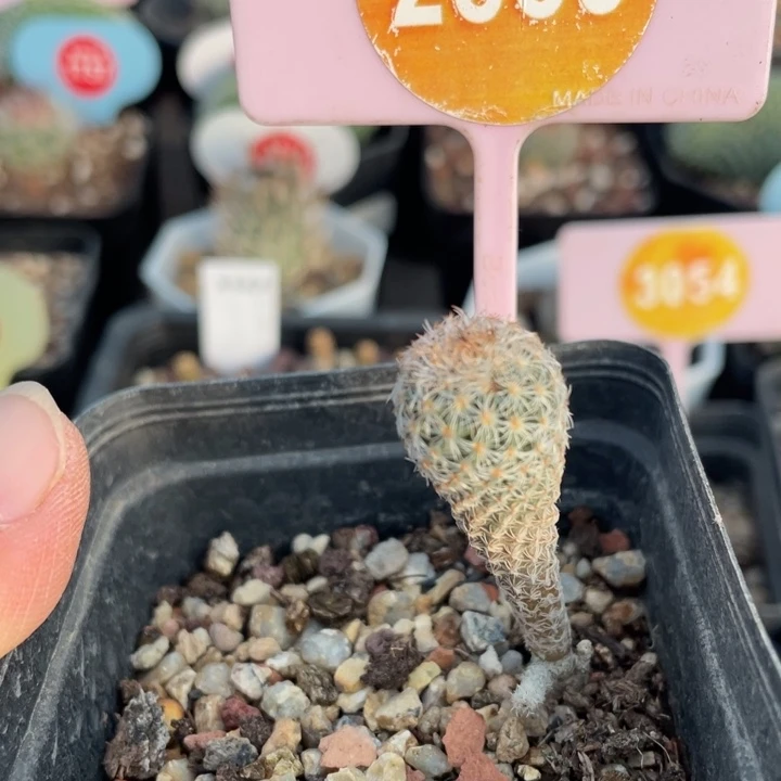 实生赤花美针2839000000