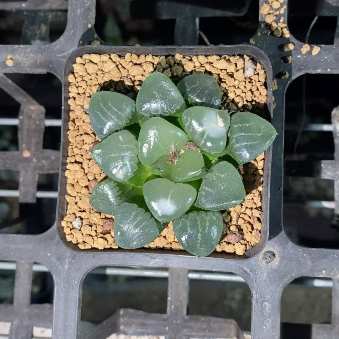 姬翠一颗 高货。