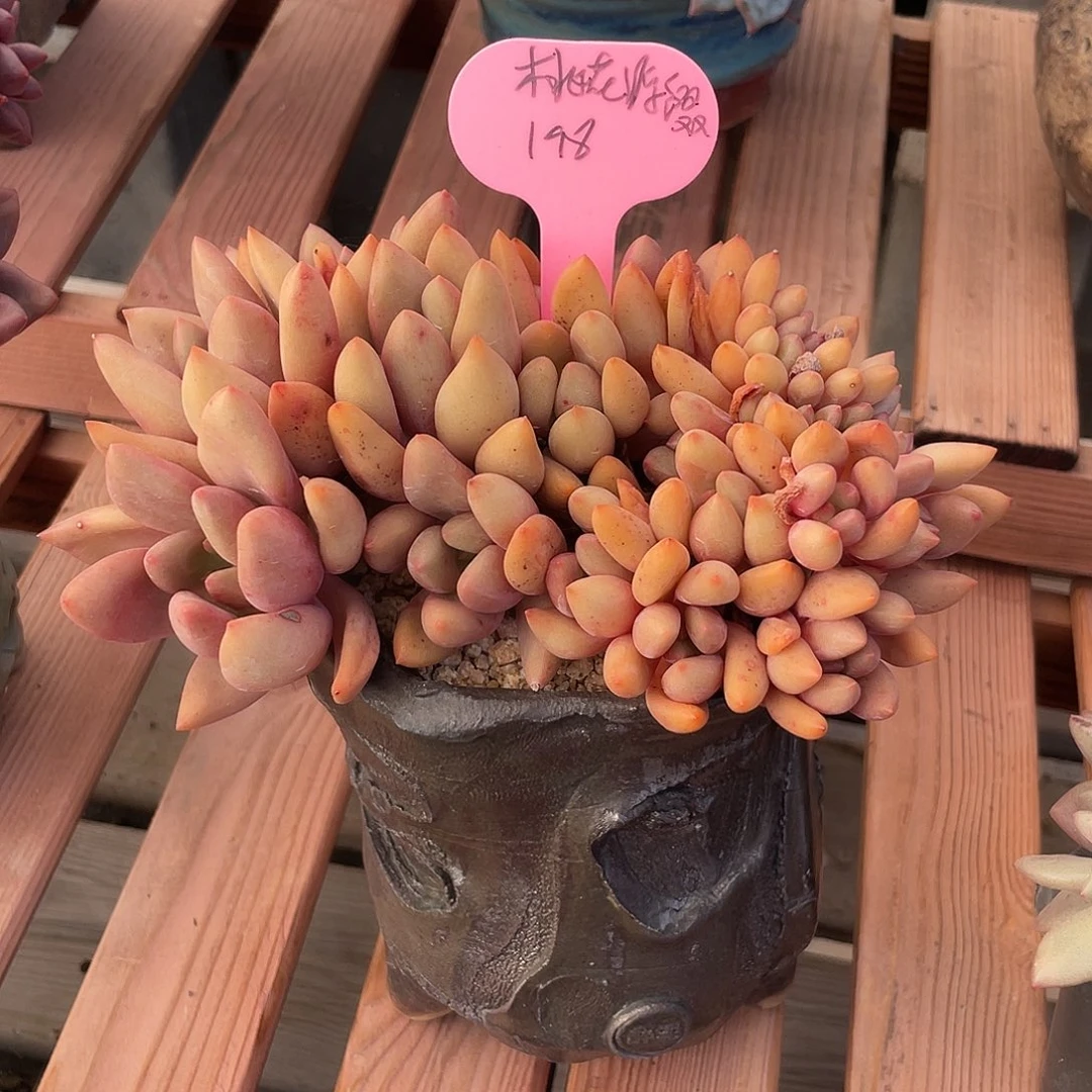 桃花源缀化多肉植物