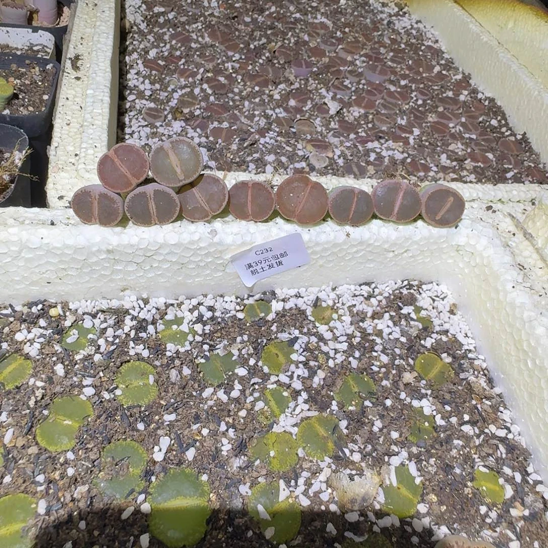 r***s232哈哈哈哈哈哈哈哈