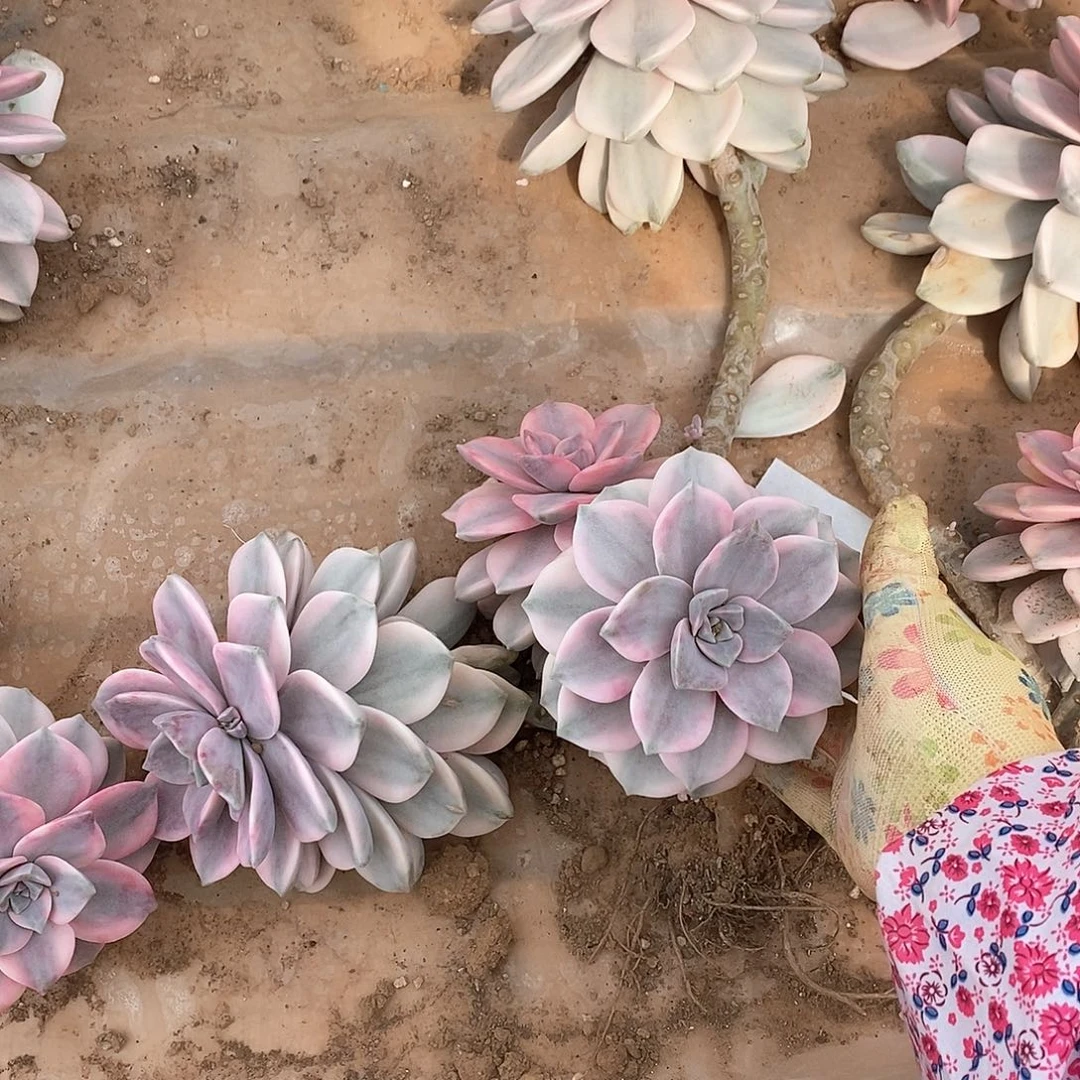 灼**华多肉植物紫乐景C41