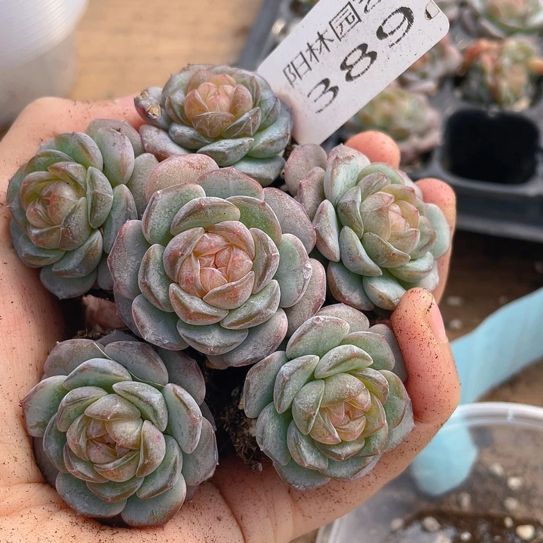 多肉植物多肉植物389
