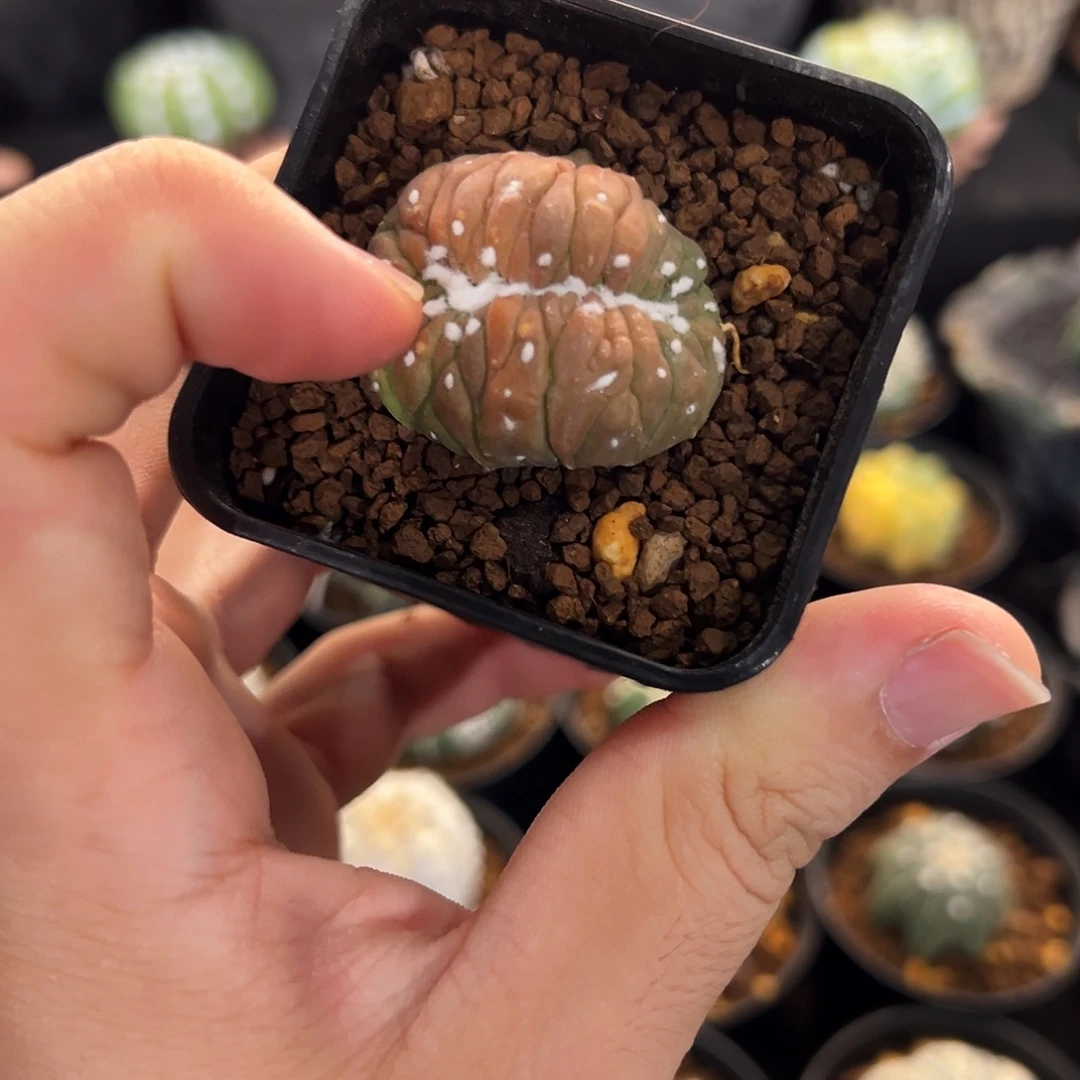 K***K缀化锦一颗766666