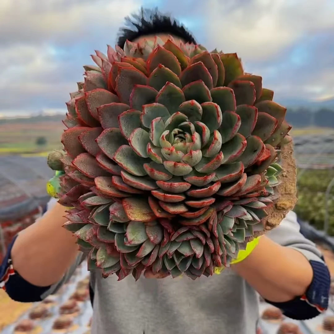 零花钱多肉 地栽赫拉 基地 多肉植物