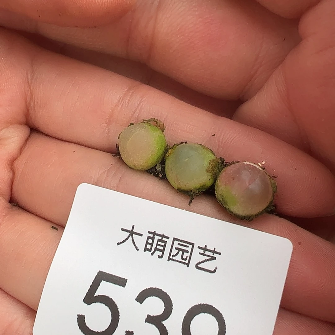 0000539量拍日系红皮拉登3颗尺寸0.8上下