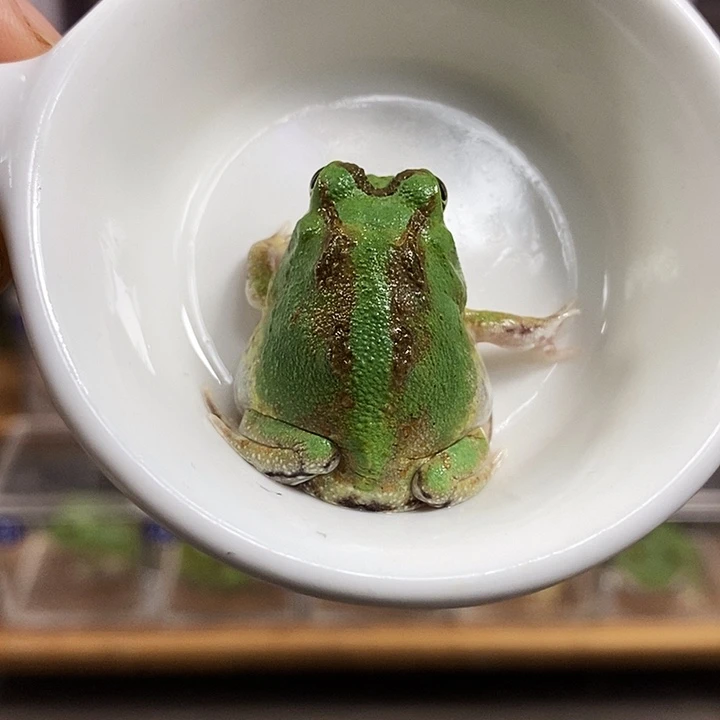 角蛙536号波子角蛙