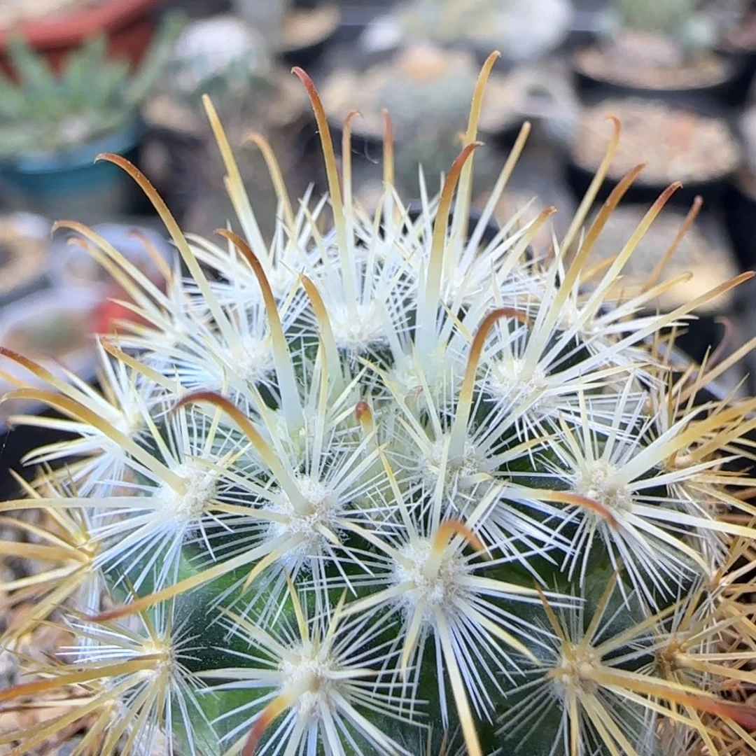 012实生菊雌童多肉