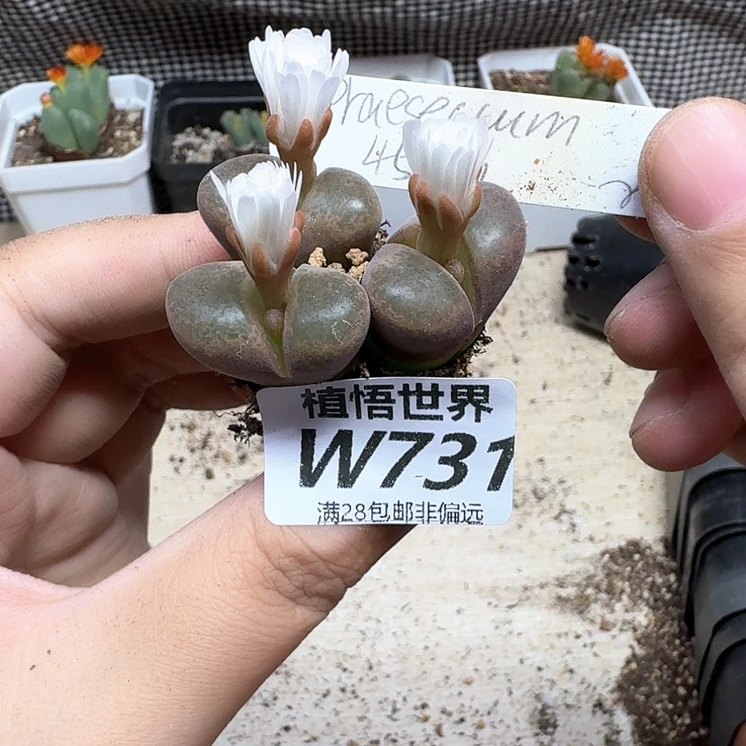 多肉植物的润泽fb