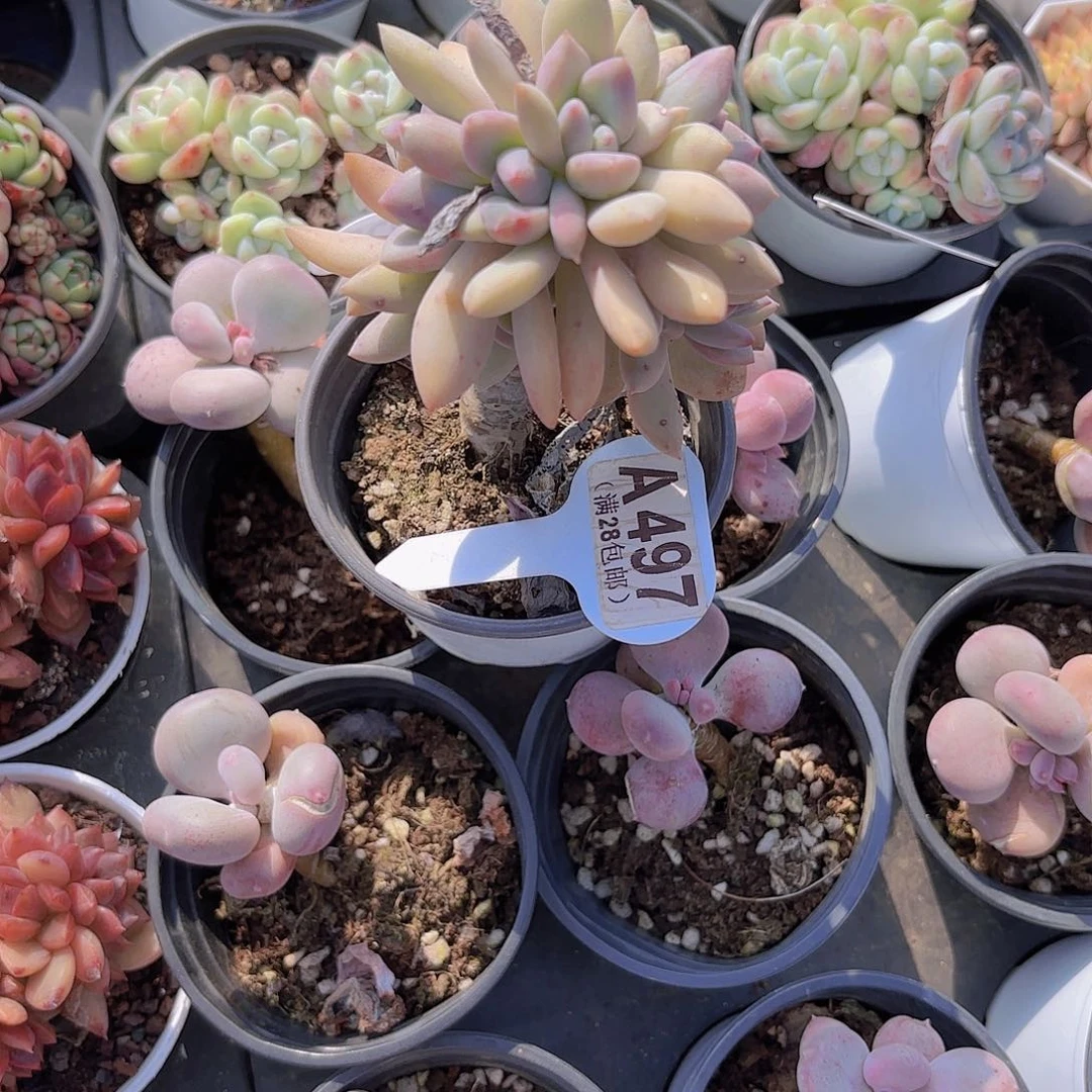 A497奥普一物一拍