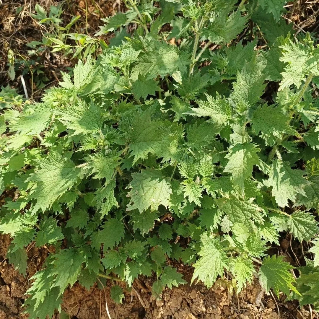 贵州纯野生新鲜活麻荨麻草哲人草咬人草现摘现发吃火锅新鲜鲜嫩尖