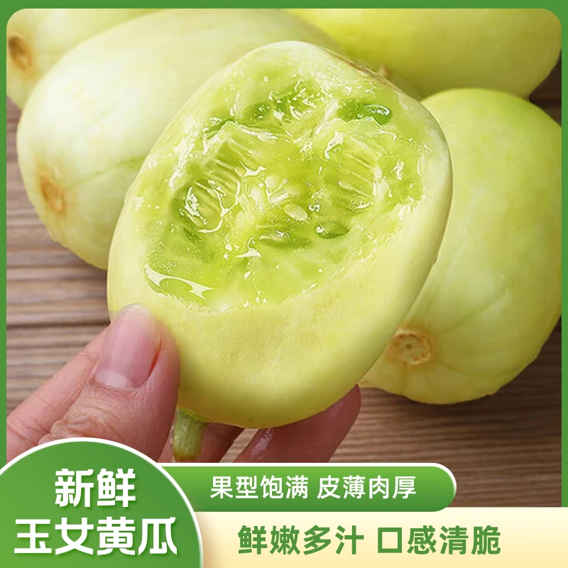 山东金童玉女小黄瓜新鲜拇指黄瓜白玉青瓜现摘现发整箱包邮
